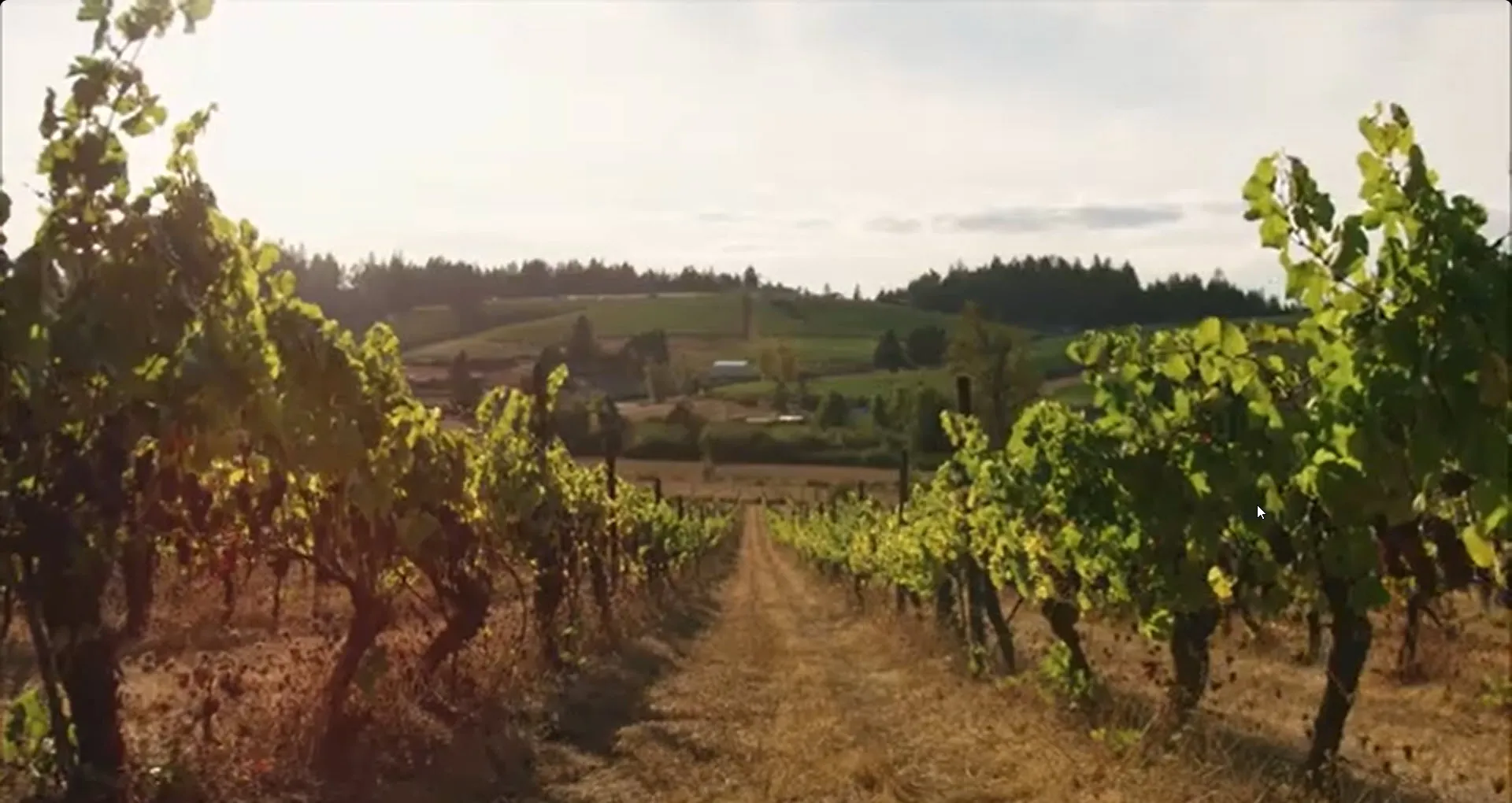 Founders and history of Presqu'ile Winery, a featured vendor on the ar restaurant menu